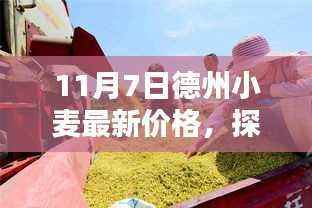 德州小麦最新价格揭秘,麦香乐园探秘之旅