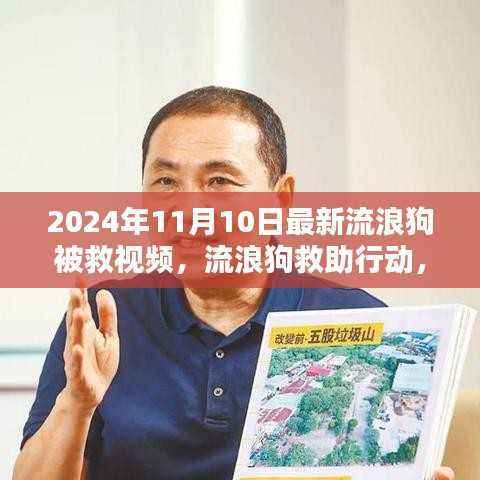 流浪狗救助行动背后的深度议题,关注最新救助视频