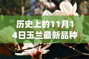 玉兰新纪元,科技重塑玉兰品种的辉煌历程,见证历史时刻的玉兰新品种诞生