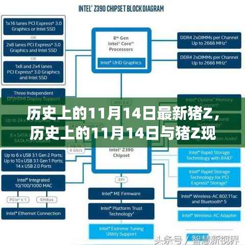 历史上的11月14日与猪Z现象,深度解析与观点阐述