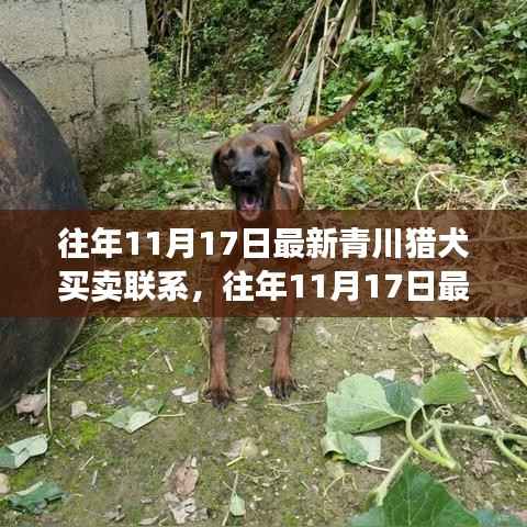 最新青川猎犬买卖联系评测,特性、体验、竞品对比及用户群体深度分析