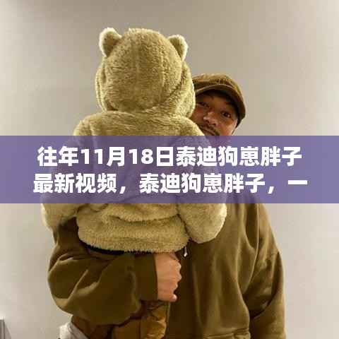 泰迪狗崽胖子,一段视频引发的热潮与影响回顾——最新往年11月18日视频揭秘