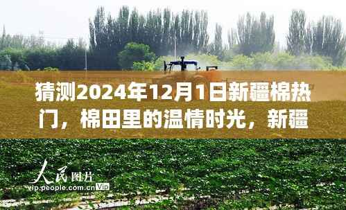 新疆棉温情时光,展望2024年棉田未来与我们的故事