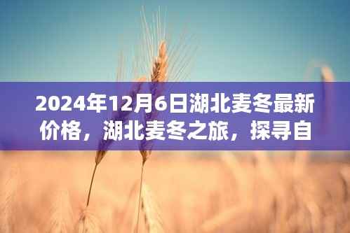 探寻湖北麦冬之旅,最新价格与探寻自然美景的双重体验(2024年)
