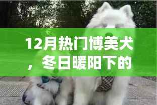 冬日暖阳下的博美犬,友谊、欢乐与家的温馨日常
