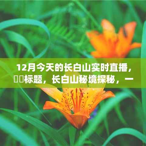 长白山秘境探秘,与自然零距离接触,12月实时直播体验尘外仙境