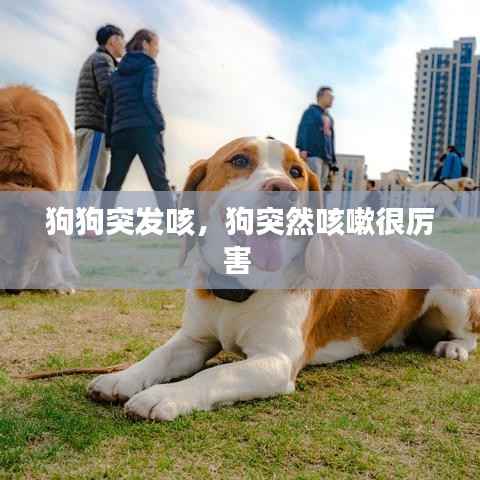 狗狗突发咳,狗突然咳嗽很厉害