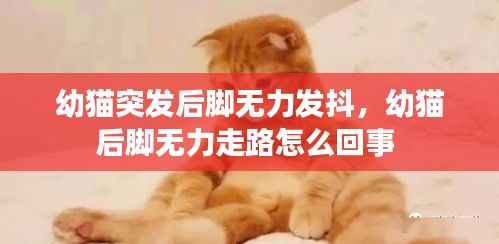 幼猫突发后脚无力发抖,幼猫后脚无力走路怎么回事