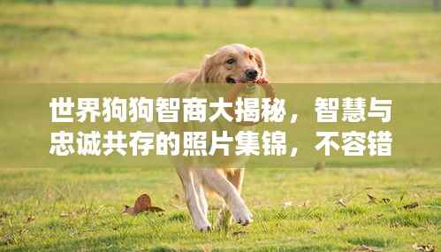 世界狗狗智商大揭秘,智慧与忠诚共存的照片集锦,不容错过!
