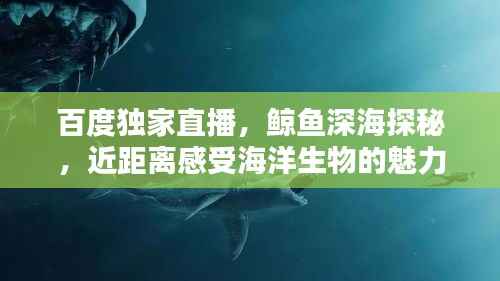 百度独家直播,鲸鱼深海探秘,近距离感受海洋生物的魅力