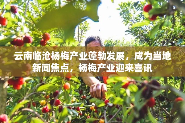 云南临沧杨梅产业蓬勃发展,成为当地新闻焦点,杨梅产业迎来喜讯