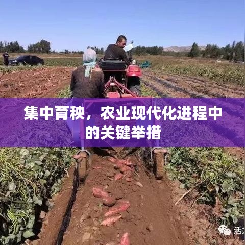 集中育秧,农业现代化进程中的关键举措