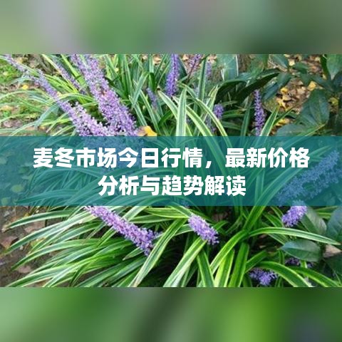 麦冬市场今日行情,最新价格分析与趋势解读